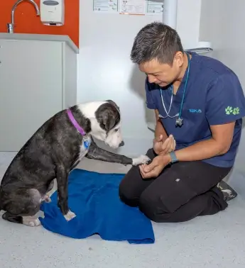 A dog at the vet giving paw