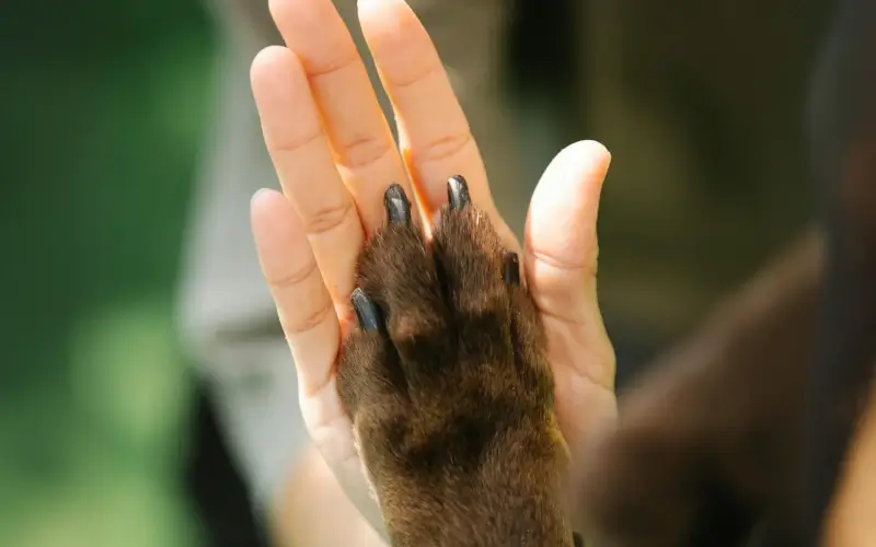 Dog paw and human hand