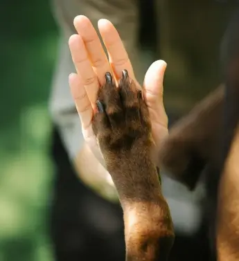 Dog paw and human hand