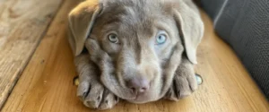 A dog looking up at the camera