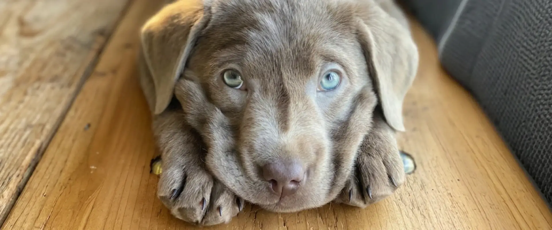 A dog looking up at the camera