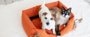 Dog and cat on a bed together