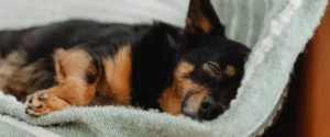 Dog laying on a blanket