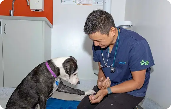 Dog giving paw