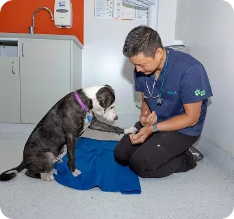 Dog giving paw