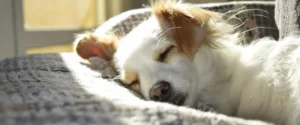 A dog sleeping
