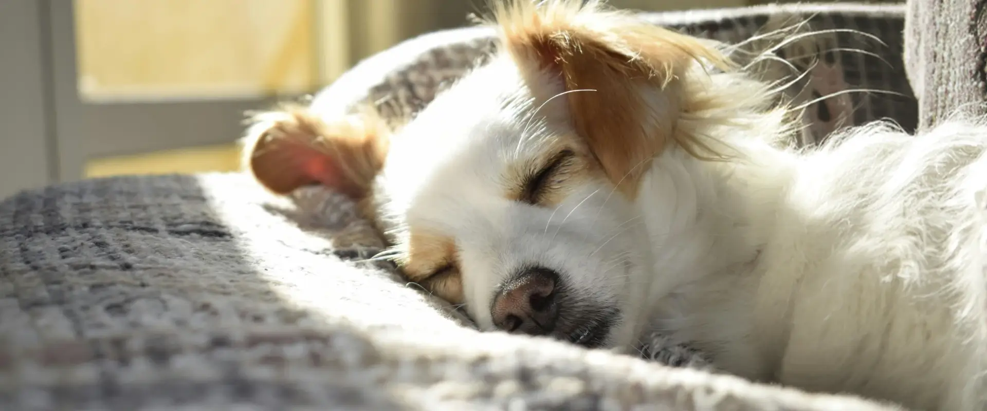 A dog sleeping