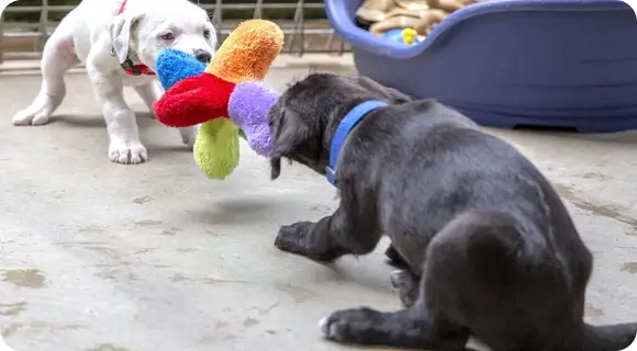 Two puppies playing with toys