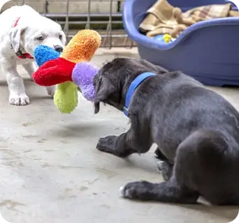 Two puppies playing with toys