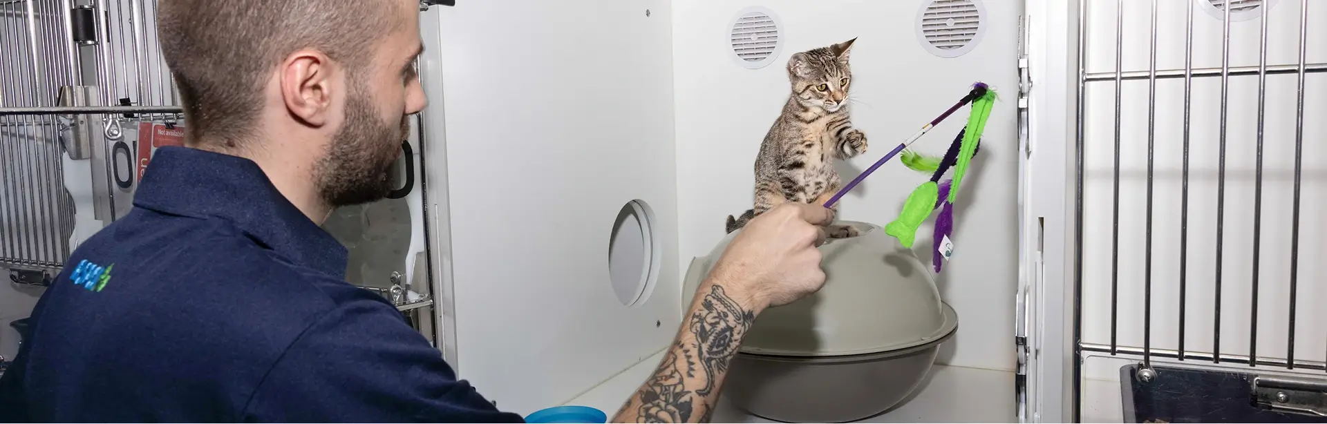 RSPCA representative playing with a kitten