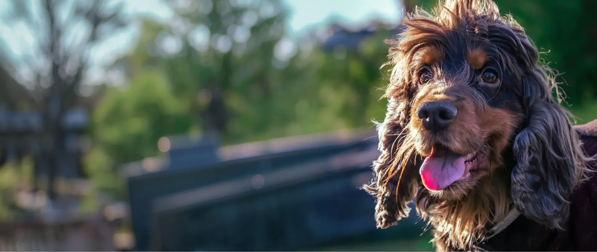 Brown dog