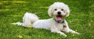 A white dog on the grass
