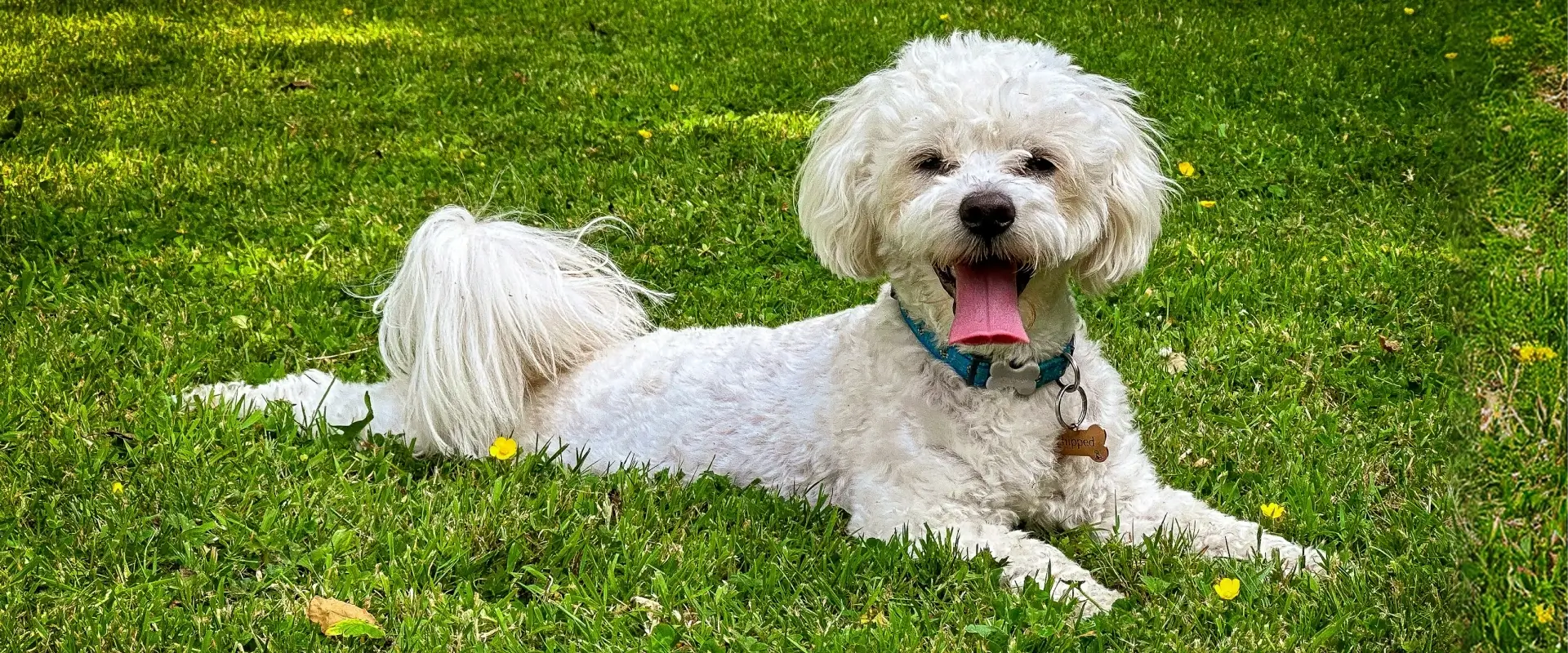A white dog on the grass