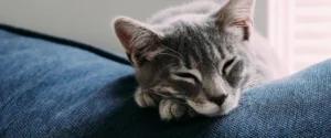 A sleeping cat