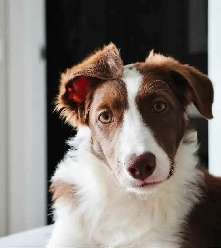 Border collie