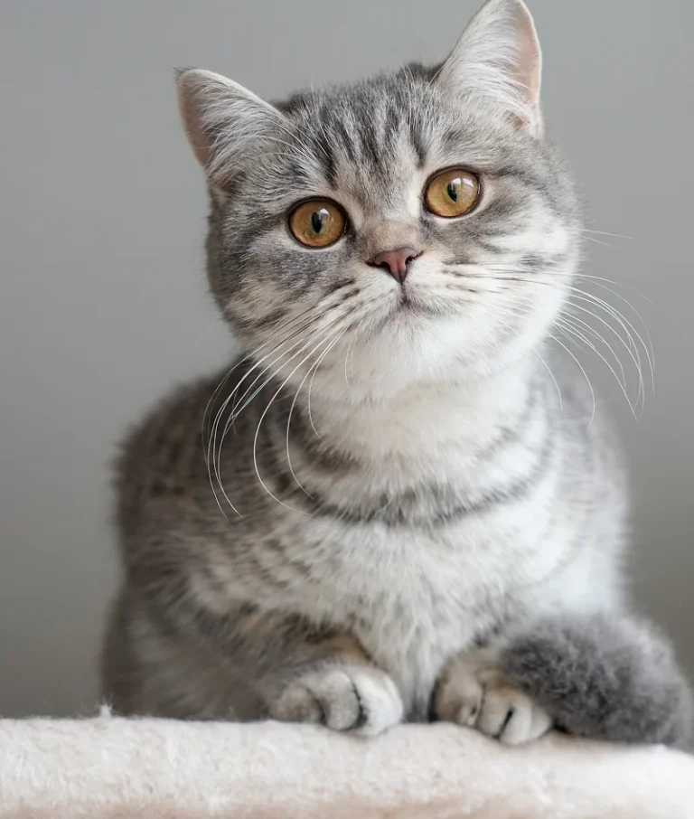 British shorthair