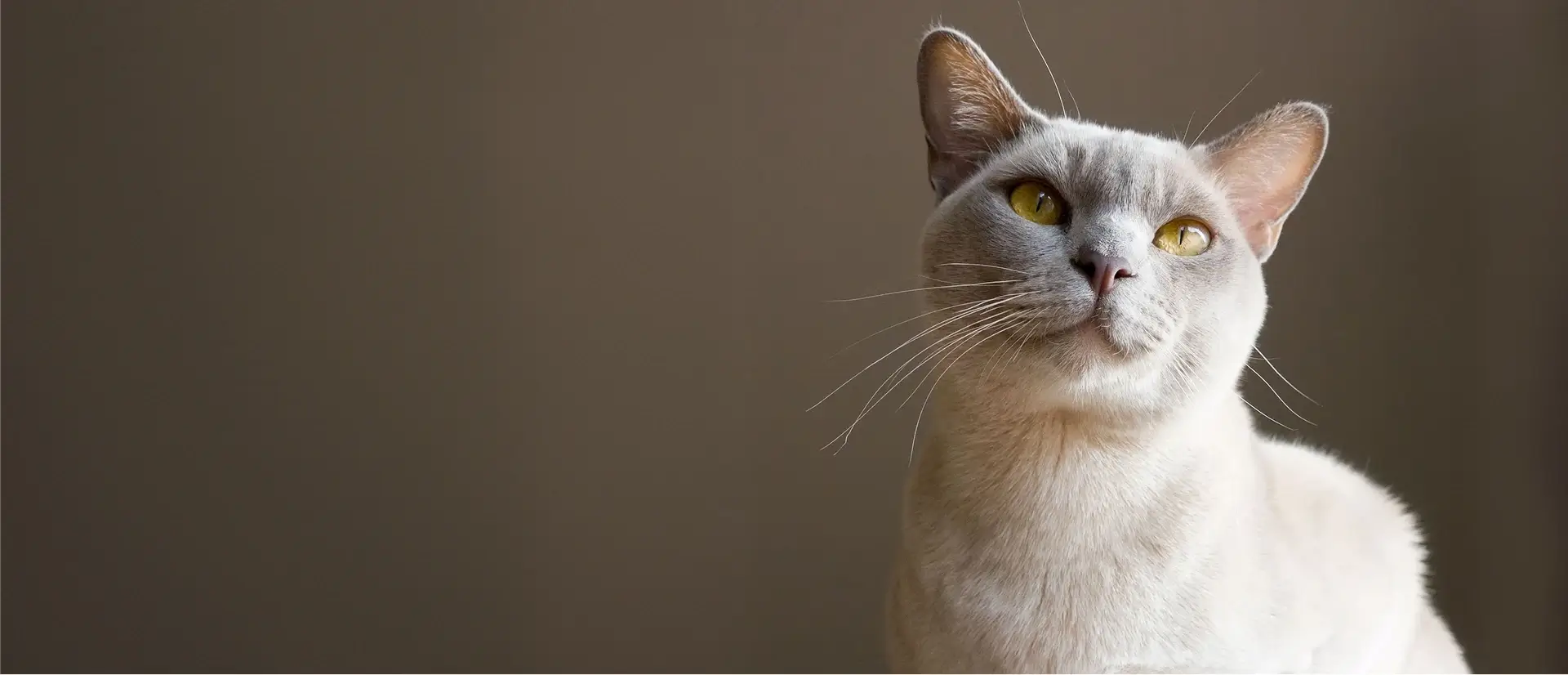 Burmese cat