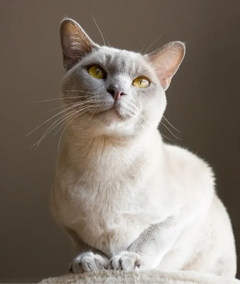 Burmese cat