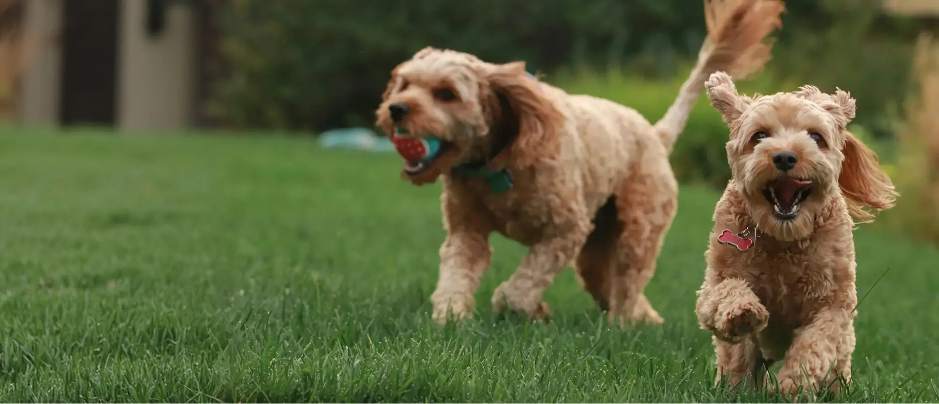 2 Cavoodles playing outside