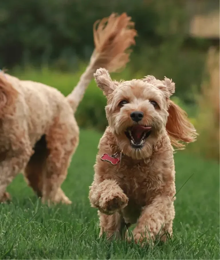2 Cavoodles playing outside