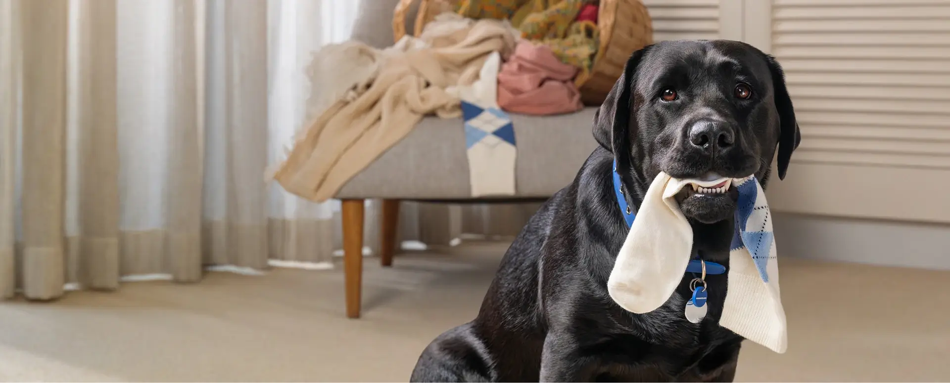 Dog with a sock