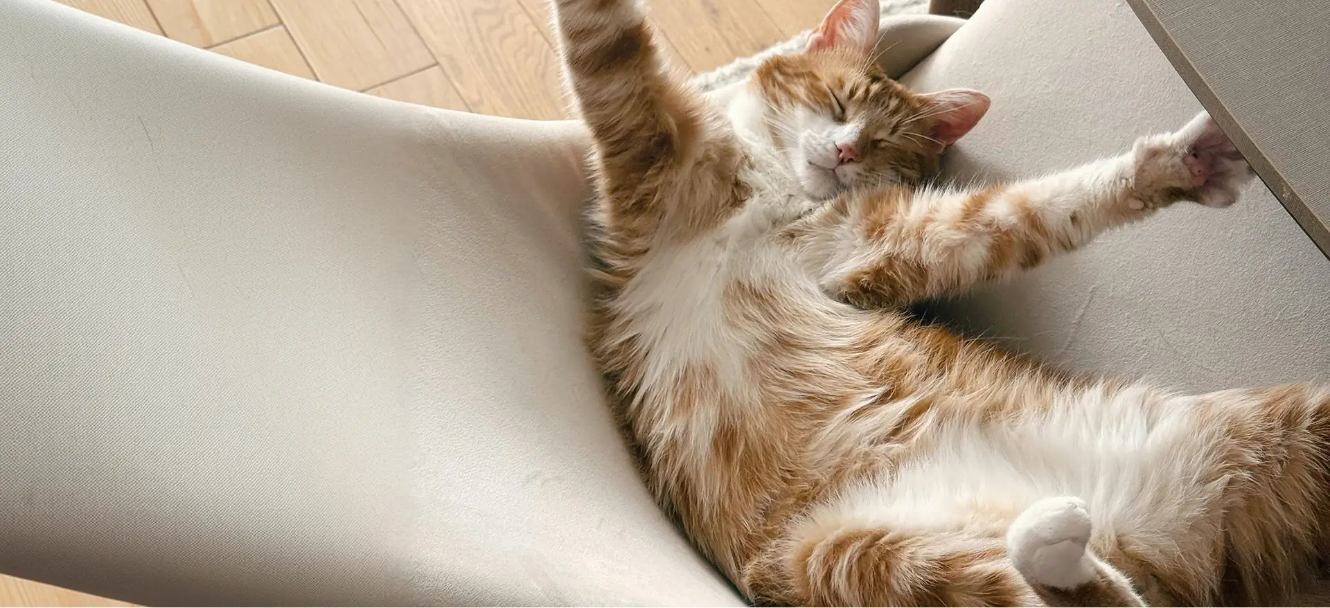 Domestic Medium Hair