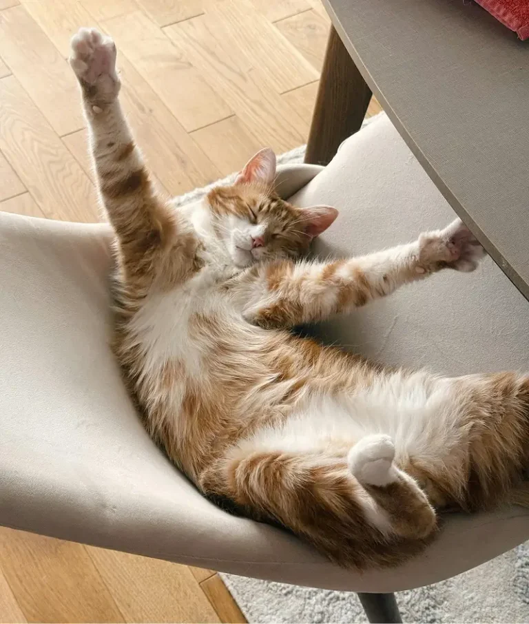 Domestic Medium Hair