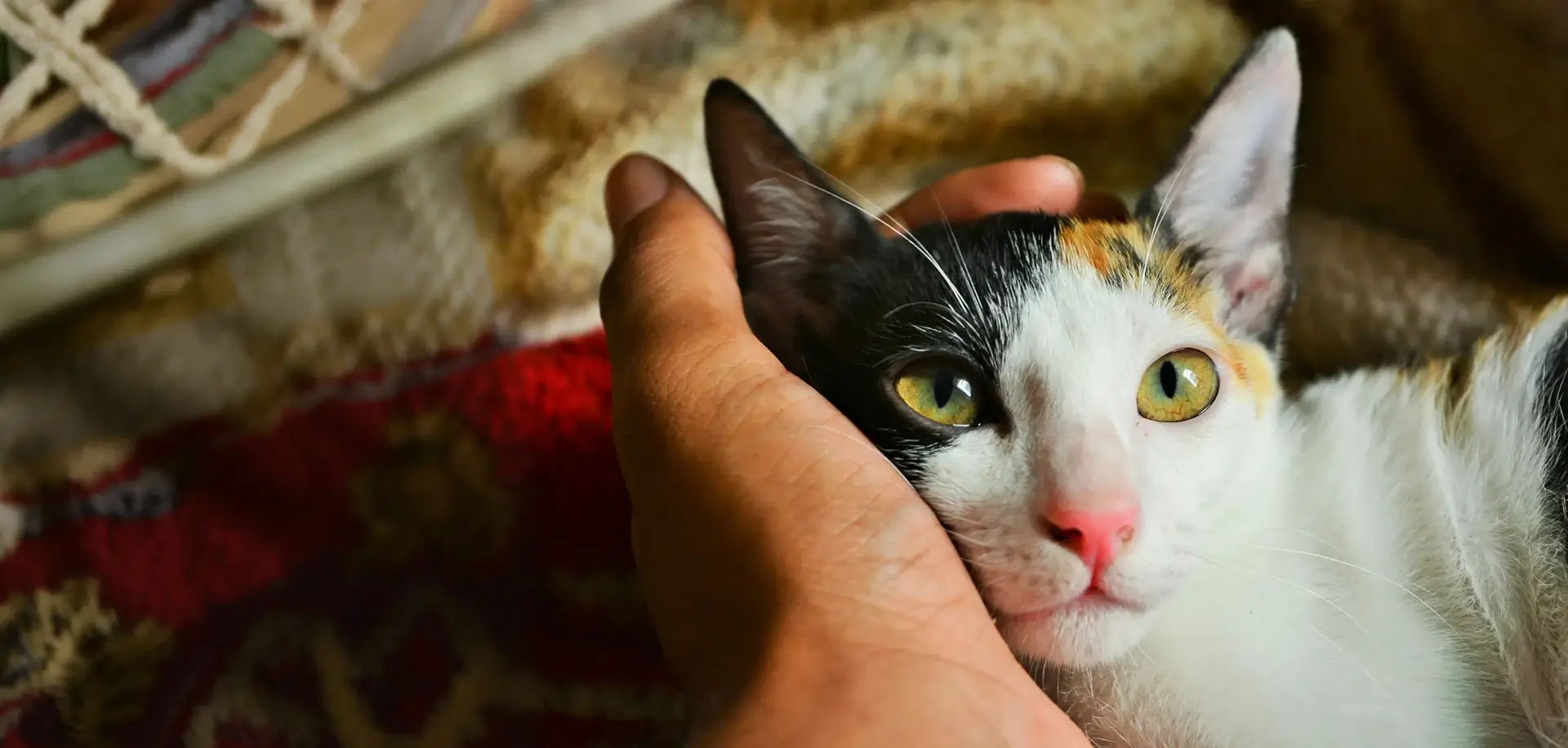 Domestic Shorthair