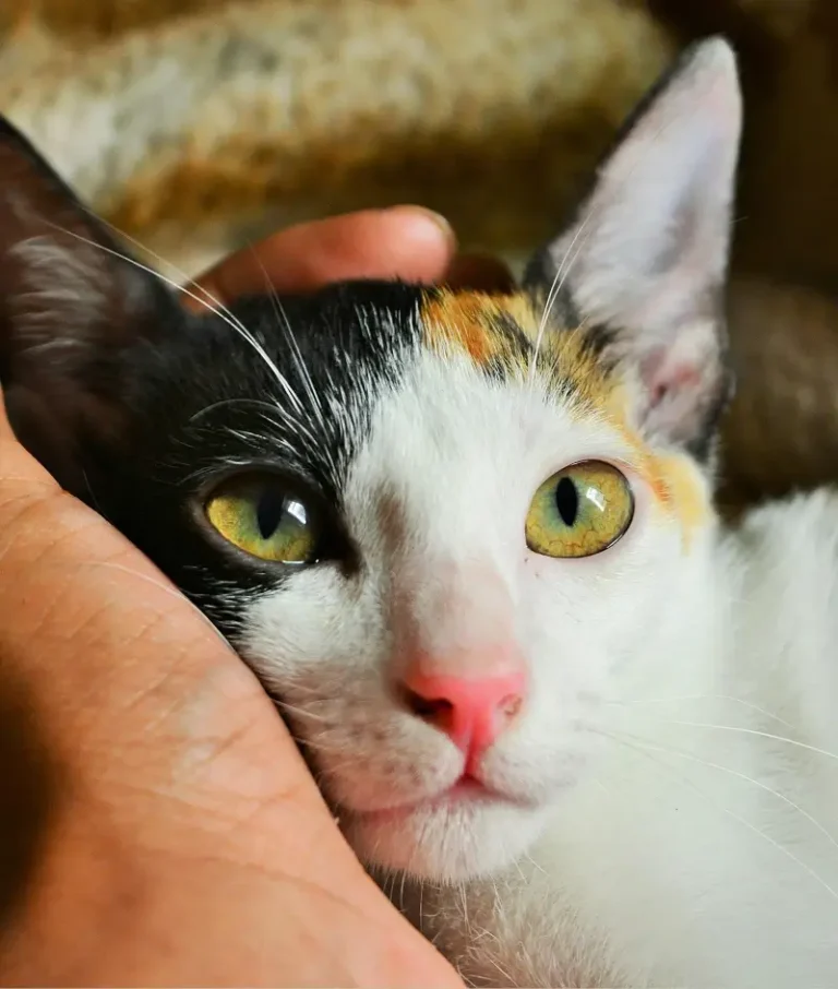 Domestic Shorthair