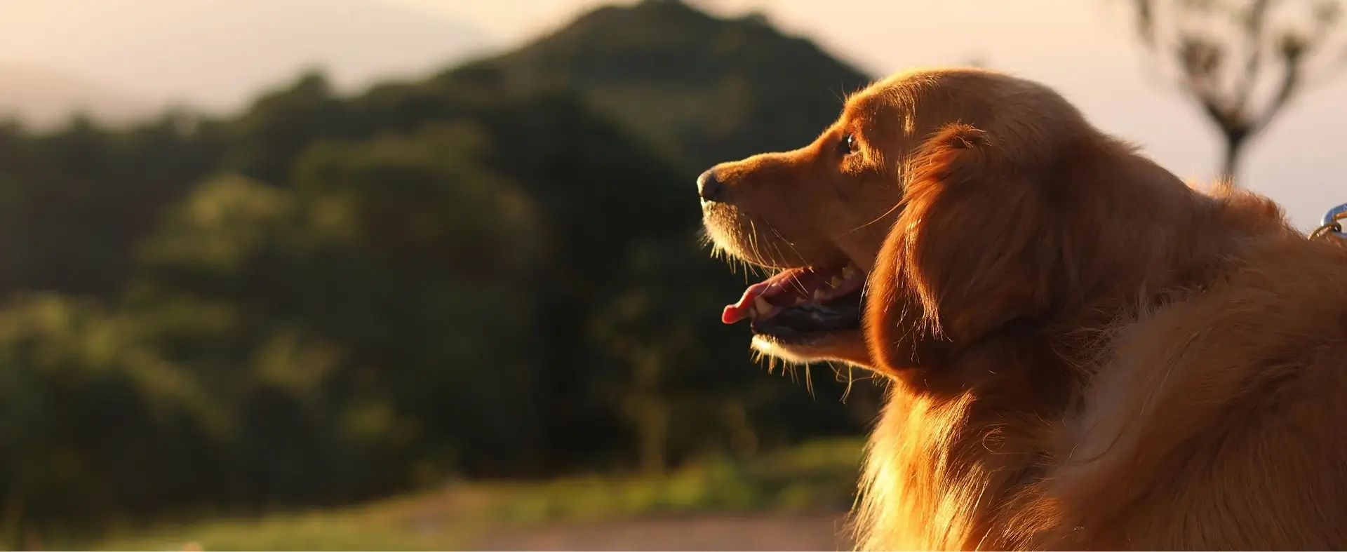 A golden retriever