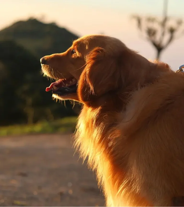 A golden retriever