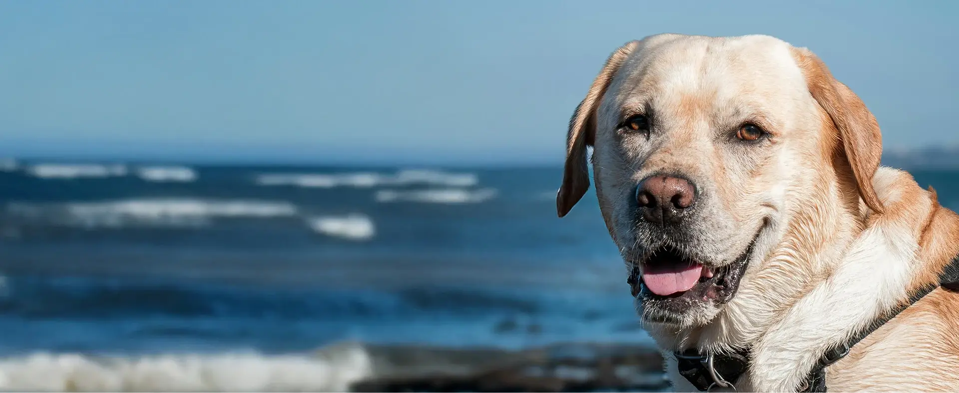 Labrador at the ocean
