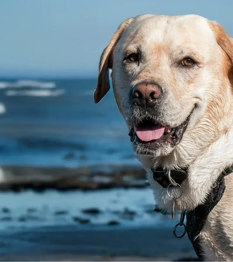 Labrador at the ocean
