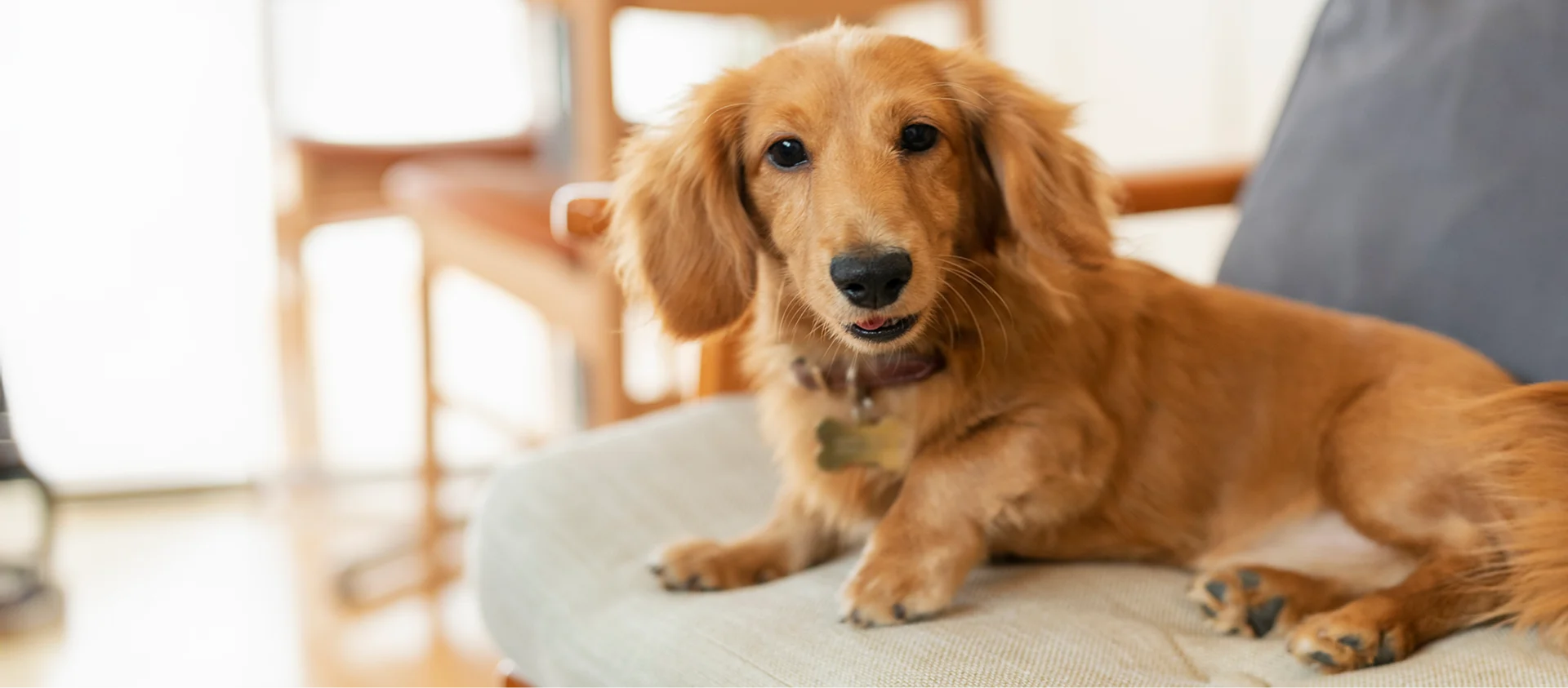 Miniature Dachshund
