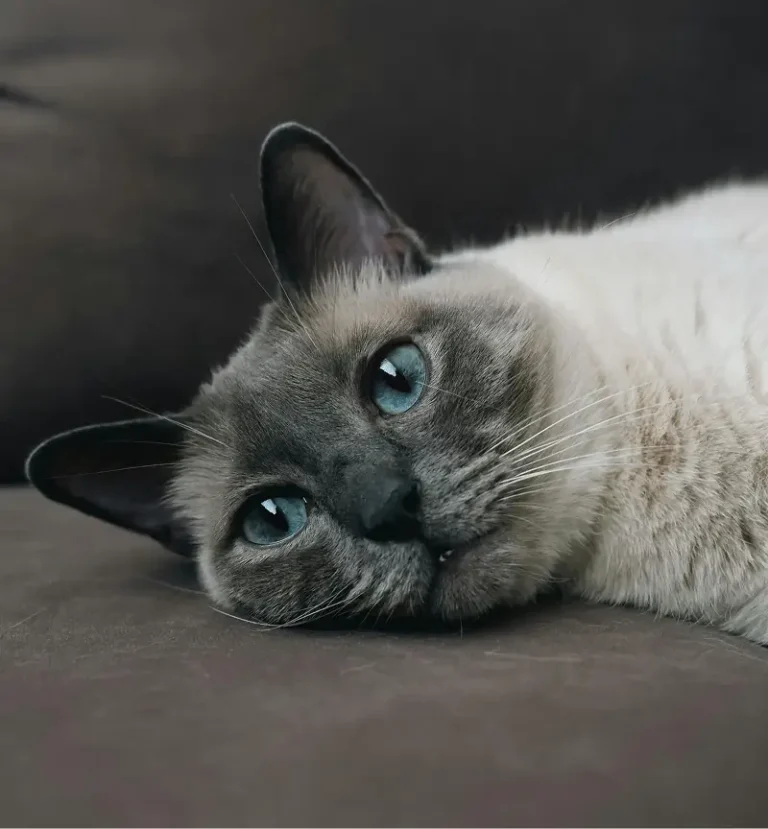 Ragdollcat