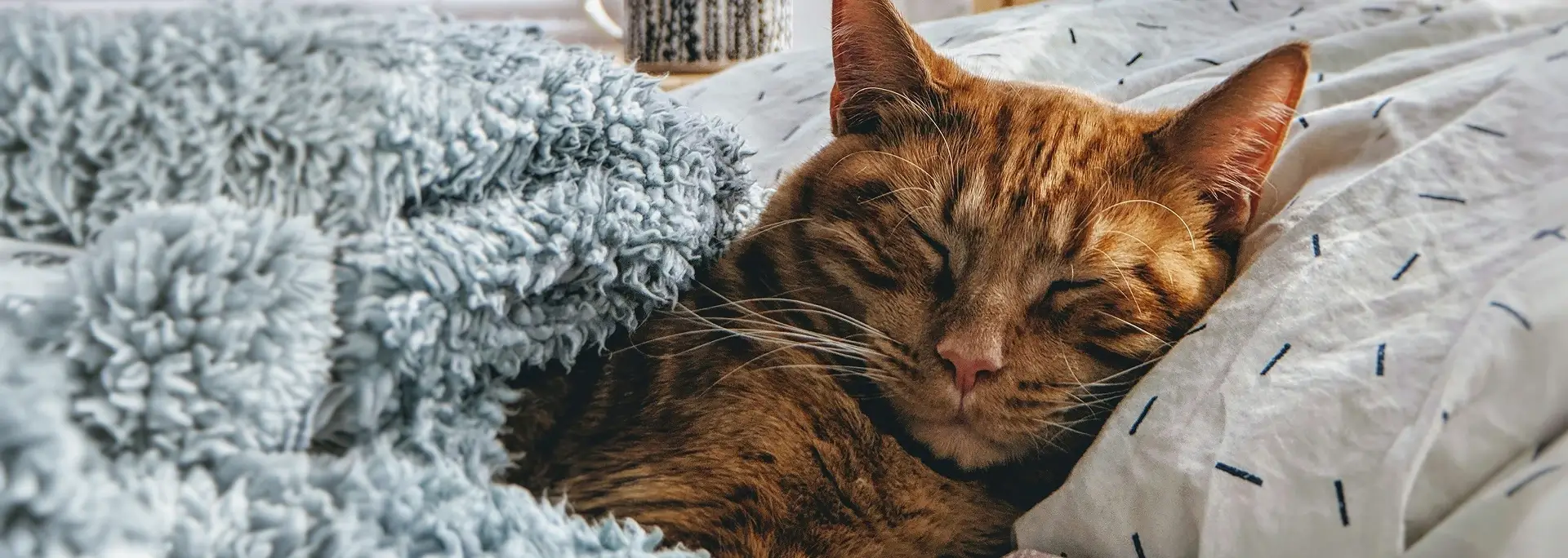 A cat sleeping