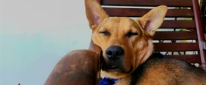 A sleepy dog