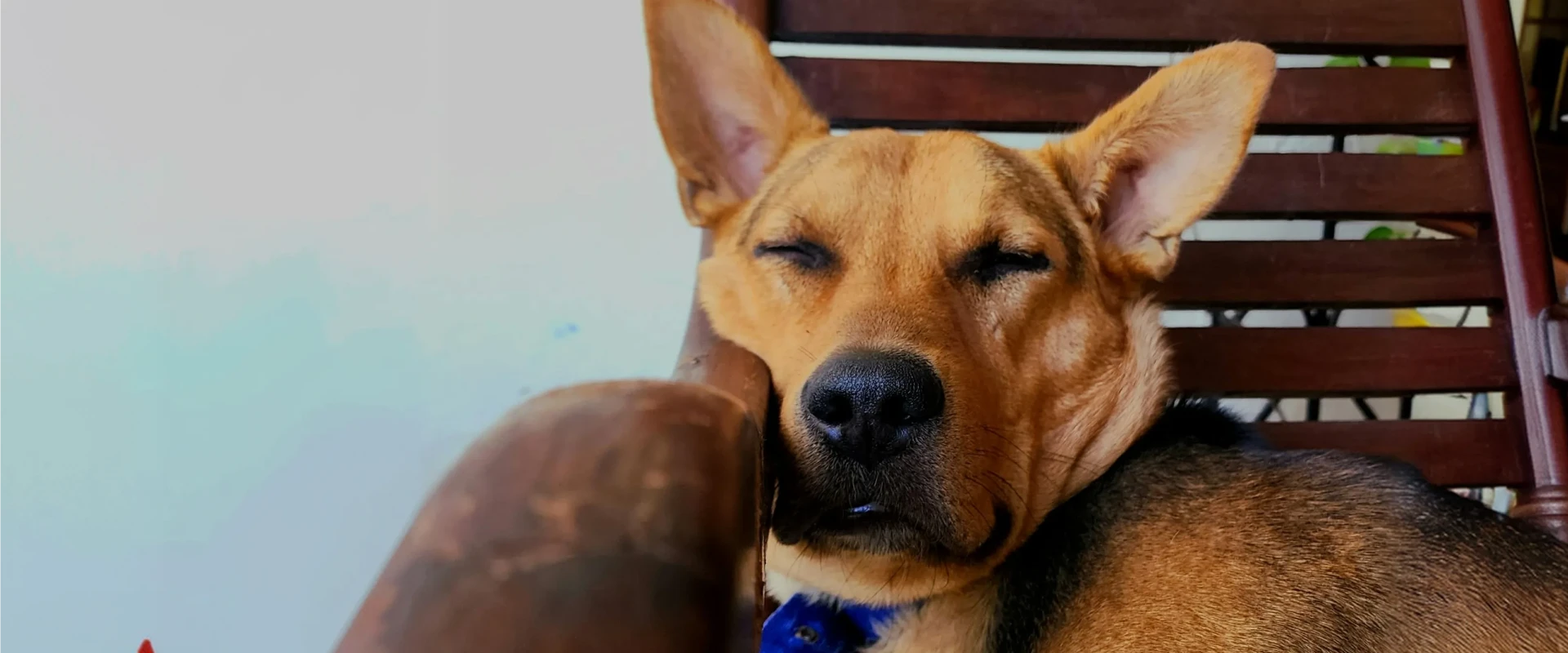 A sleepy dog