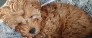 Meet Molly a cavoodle