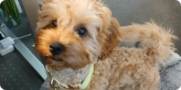 Meet Molly a Cavoodle