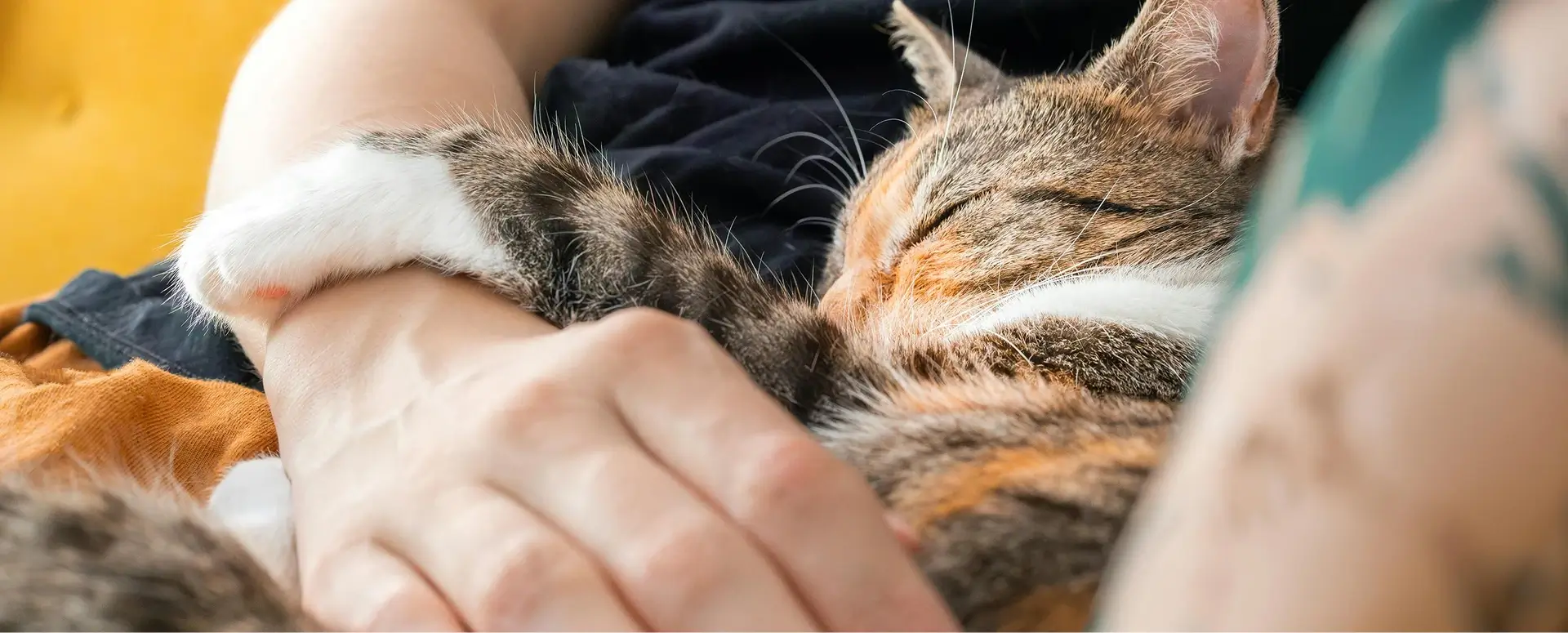 A cat sleeping