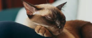 A cat sleeping