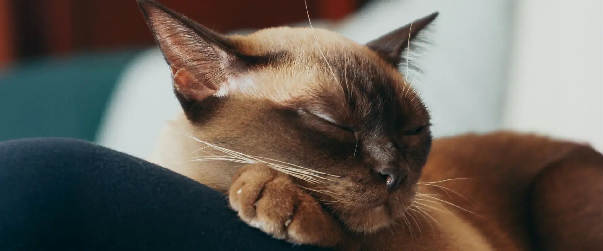 A cat sleeping