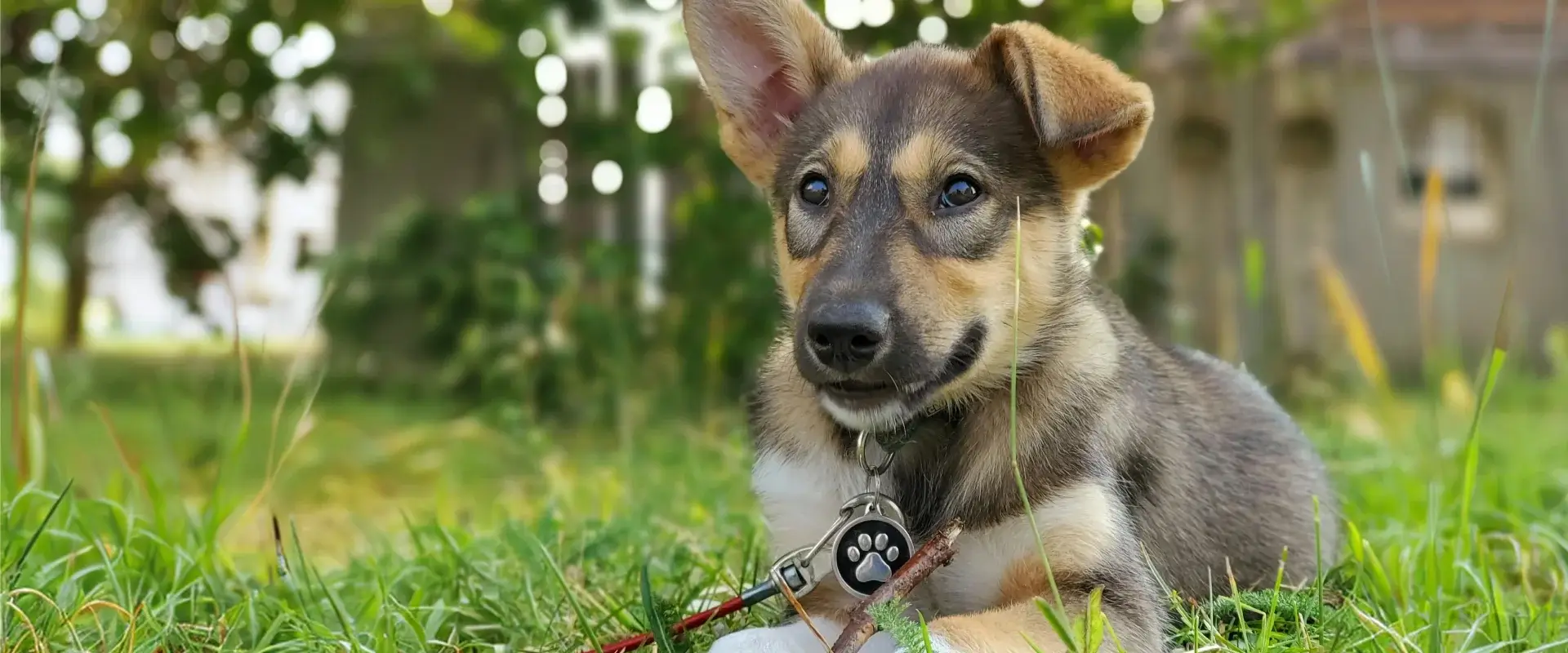 Puppy sitting on the grass