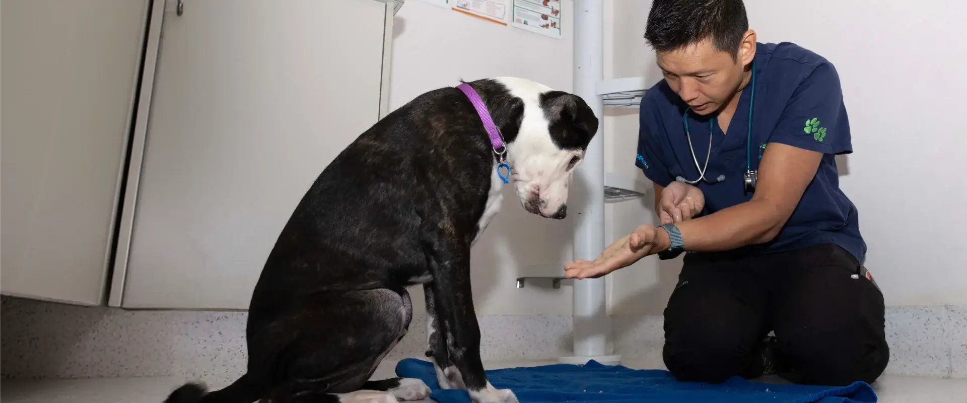 An RSPCA representatie with a dog