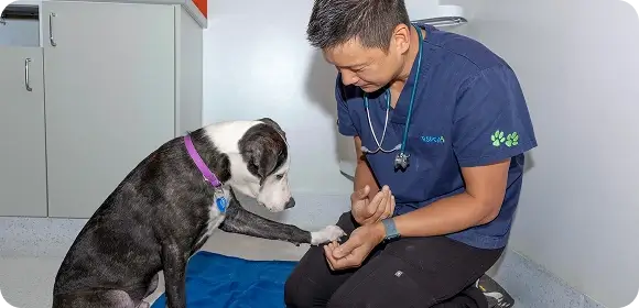 An RSPCA representatie with a dog