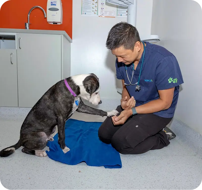 An RSPCA representatie with a dog