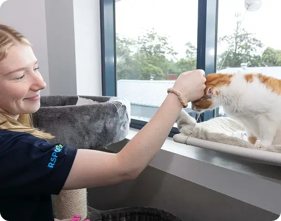 An RSPCA representative stroking an orange and white cat