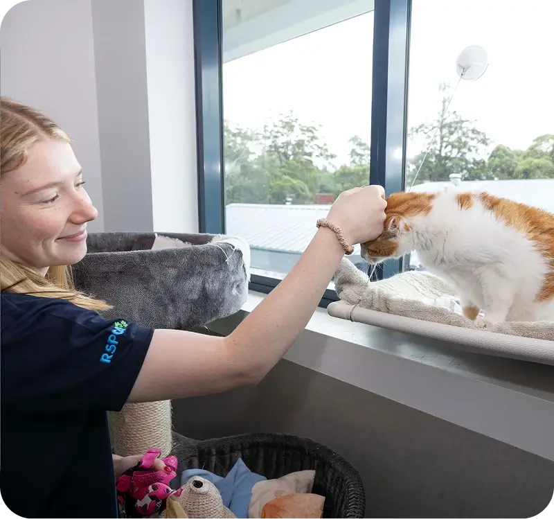 An RSPCA representative stroking an orange and white cat