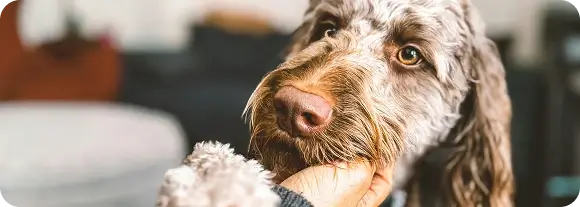 A dog being stroked